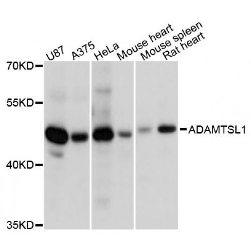 ADAMTS-Like Protein 1 (ADAMTSL1) Antibody