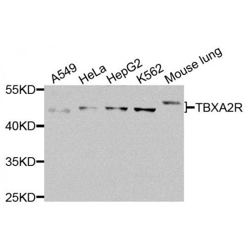 Thromboxane A2 Receptor (TBXA2R) Antibody