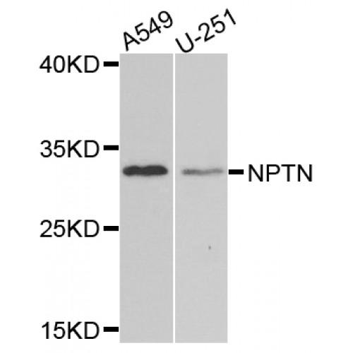 Neuroplastin (NPTN) Antibody