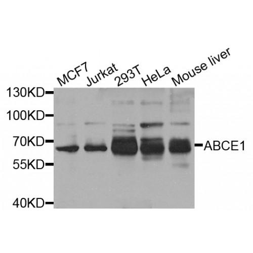 ATP Binding Cassette Subfamily E Member 1 (ABCE1) Antibody