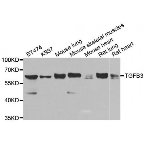 Transforming Growth Factor Beta 3 (TGFB3) Antibody