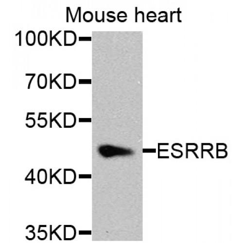 Estrogen Related Receptor Beta (ESRRB) Antibody