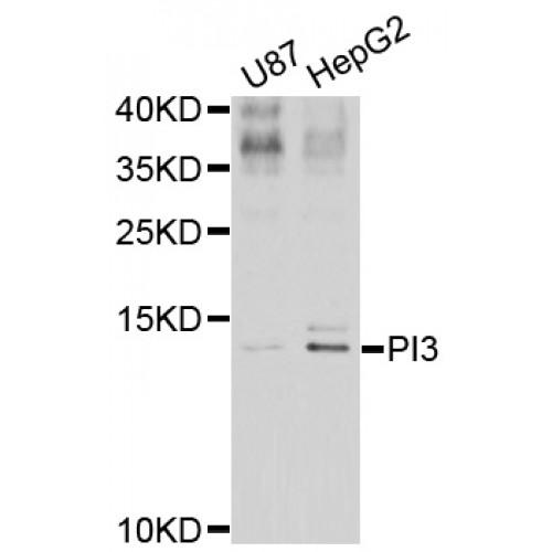 Elafin (PI3) Antibody