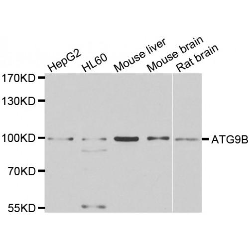 Autophagy Related Protein 9B (ATG9B) Antibody