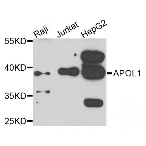 Apolipoprotein L (APOL1) Antibody