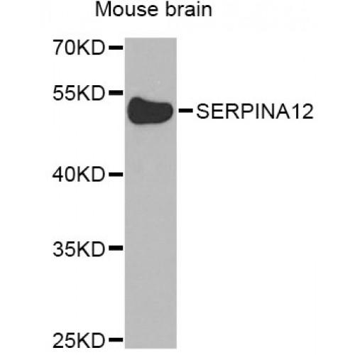 Serpin A12 (SERPINA12) Antibody