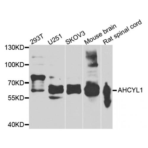 Adenosylhomocysteinase Like 1 (AHCYL1) Antibody