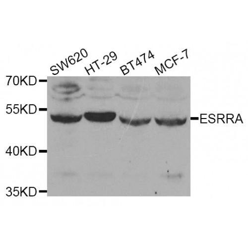 Steroid Hormone Receptor ERR1 (ESRRA) Antibody