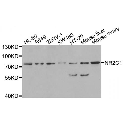 Nuclear Receptor Subfamily 2 Group C Member 1 (NR2C1) Antibody