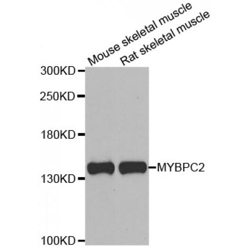 Myosin-Binding Protein C, Fast-Type (MYBPC2) Antibody