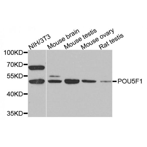 POU Class 5 Homeobox 1 / OCT4 (POU5F1) Antibody