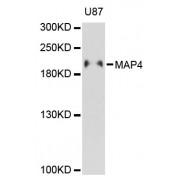 Microtubule Associated Protein 4 (MAP4) Antibody