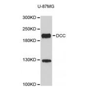 Netrin Receptor DCC (DCC) Antibody