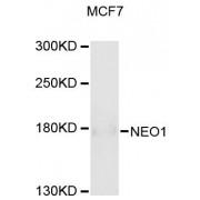 Neogenin 1 (NEO1) Antibody
