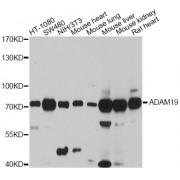 ADAM Metallopeptidase Domain 19 (ADAM19) Antibody