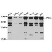 Apolipoprotein L2 (APOL2) Antibody