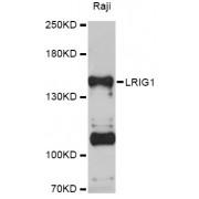 Leucine-Rich Repeats and Immunoglobulin-Like Domains Protein 1 (LRIG1) Antibody