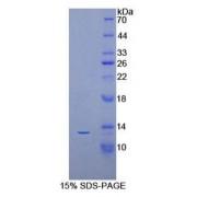 Mouse Allograft Inflammatory Factor 1 (AIF1) Protein