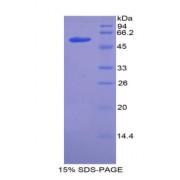 Mouse Angiotensin I Converting Enzyme (ACE) Protein