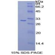Human Cadherin EGF LAG Seven Pass G-Type Receptor 2 (CELSR2) Protein