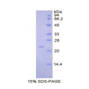 Pig Interleukin 1 Alpha (IL1a) Protein