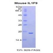 Mouse Interleukin 36 Gamma / IL1F9 (IL36G) Protein