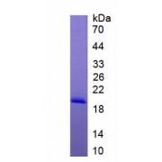 Rat Interleukin 17B (IL17B) Protein