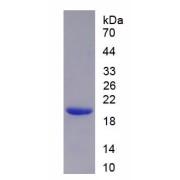 Rat Interleukin 18 (IL18) Protein