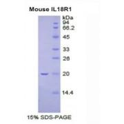 Mouse Interleukin 18 Receptor 1 (IL18R1) Protein