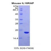 Mouse Interleukin 18 Receptor Accessory Protein (IL18RAP) Protein