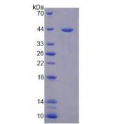 Mouse Interleukin 33 (IL33) Protein