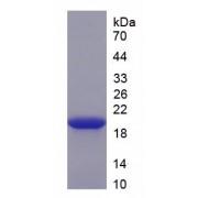 Rat Interleukin 33 (IL33) Protein