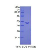 Mouse Milk Fat Globule EGF Factor 8 (MFGE8) Protein