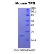 Mouse Tryptase (TPS) Protein