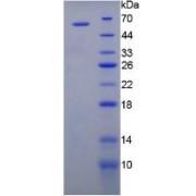 Pig Vascular Endothelial Growth Factor Receptor 1 / VEGFR1 (FLT1) Protein