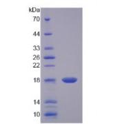 Rat Interleukin 17A (IL17A) Protein