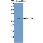 Contactin 3 (CNTN3) Antibody
