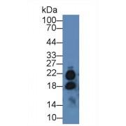 Interleukin 17A (IL17A) Antibody