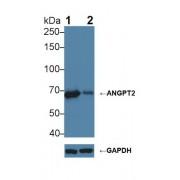 Angiopoietin 2 (ANGPT2) Antibody