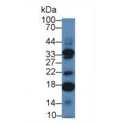 Interleukin 17C (IL17C) Antibody