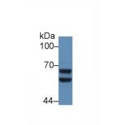 Alpha-2 Antiplasmin (SERPINF2) Antibody