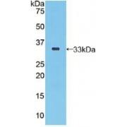Selenoprotein P / SEPP1 (SELENOP) Antibody