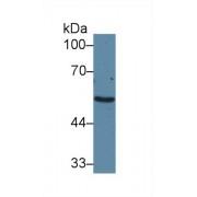 Adrenergic Receptor Alpha 1A (ADRa1A) Antibody