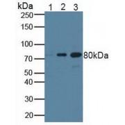 Breast Cancer Susceptibility Protein 1 (BRCA1) Antibody