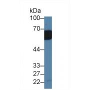 Interleukin 18 Receptor Accessory Protein (IL18RAP) Antibody