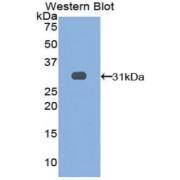 Leucine Rich Repeats And Immunoglobulin Like Domains Protein 3 (LRIG3) Antibody