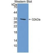 Apolipoprotein A1 Binding Protein (APOA1BP) Antibody