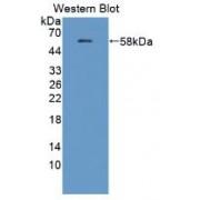 Amyloid Beta Precursor Protein Binding B1 Interacting Protein (APBB1IP) Antibody
