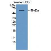 C1q And Tumor Necrosis Factor Related Protein 1 (C1QTNF1) Antibody