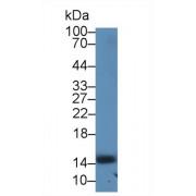 Serum Amyloid A4, Constitutive (SAA4) Antibody